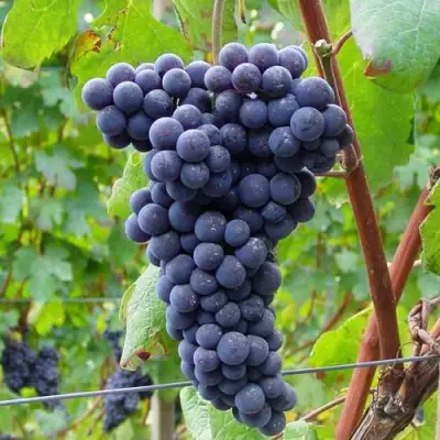 Виноград МУКУЗАНИ в Новополоцке