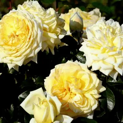 Роза НАДЯ МЕЙДИЛАНД почвопокровная в Новополоцке