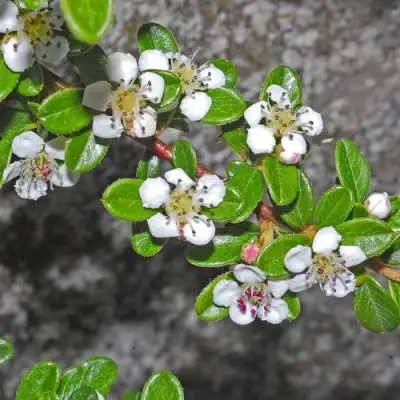 Кизильник ТАНГСТЕДТ горизонтальный  в Новополоцке