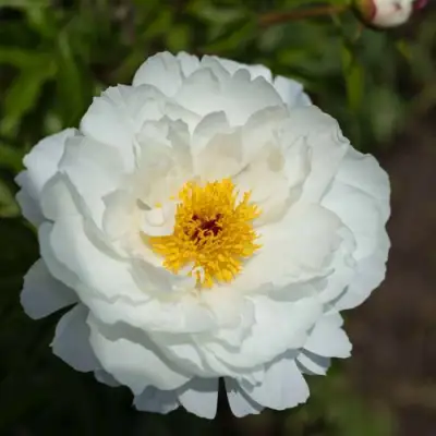 Пион МИСС АМЕРИКА травянистый в Новополоцке