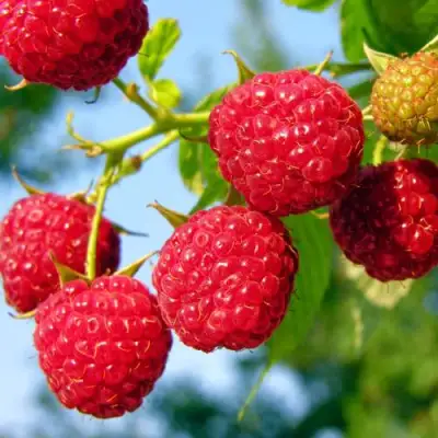 Малина МЕТЕОР в Новополоцке