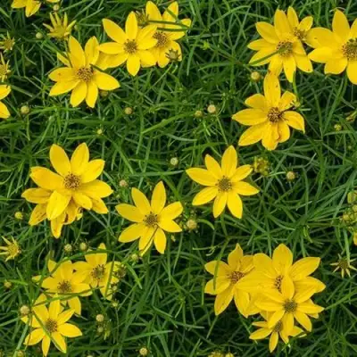 Кореопсис мутовчатый в Новополоцке