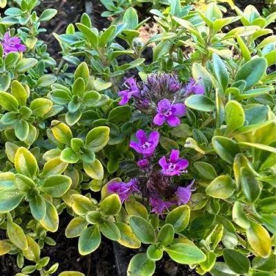 Тимьян АРЧЕРЗ ГОЛД в Новополоцке