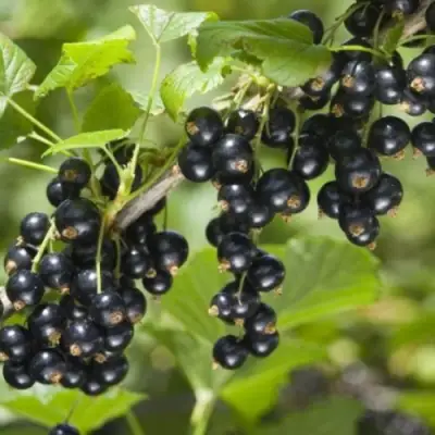 Смородина черная БЕН КОНАН в Новополоцке