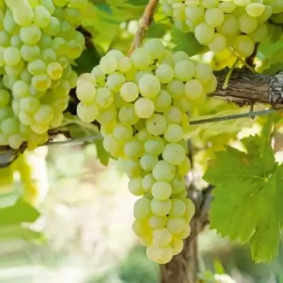 Виноград КИШМИШ МУСКАТНЫЙ в Новополоцке