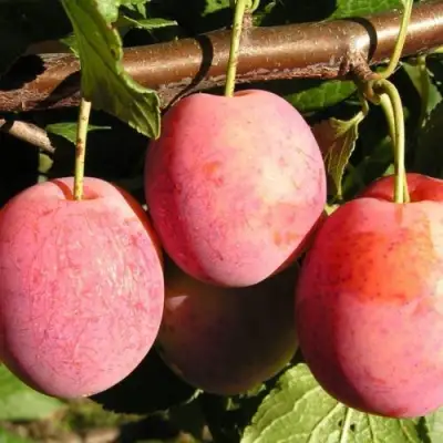 Слива ВИКТОРИЯ в Новополоцке