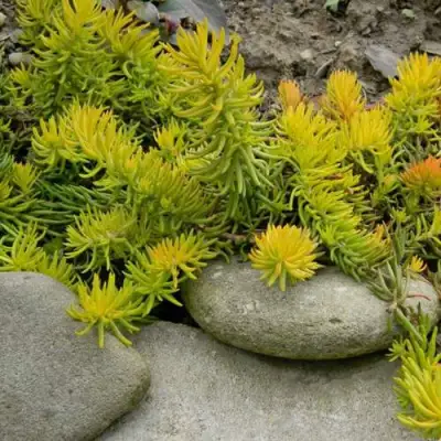 Очиток (седум) АНГЕЛИНА оттогнутый в Новополоцке