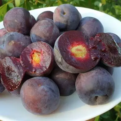 Сливово-вишневый гибрид МЕЙНОР в Новополоцке