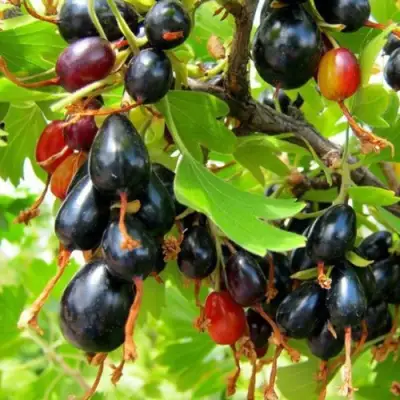 Смородина золотистая БОКАЛИНСКАЯ в Новополоцке