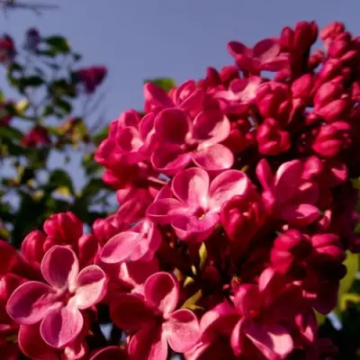 Сирень КРАСНАЯ МОСКВА в Новополоцке