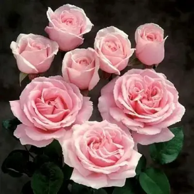 Роза ФРЕДЕРИК МИСТРАЛЬ чайно-гибридная в Новополоцке