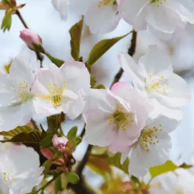 Вишня ОКАМЕ в Новополоцке