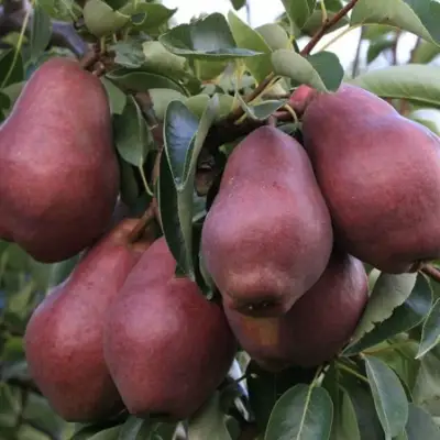 Груша РЕД ВИЛЬЯМС в Новополоцке