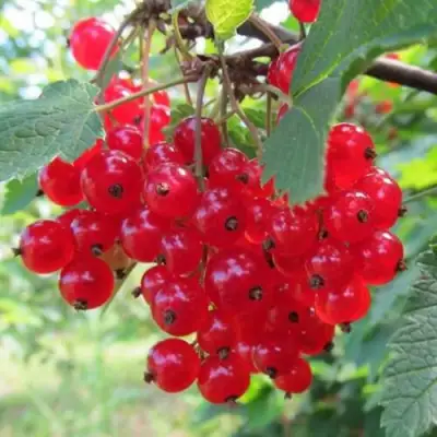 Смородина красная КРАСНАЯ АНДРЕЙЧЕНКО в Новополоцке