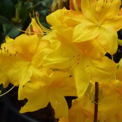 Азалия ЛИМЕТТА листопадная в Новополоцке