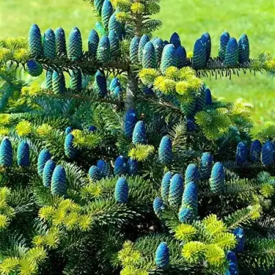 Пихта корейская  в Новополоцке