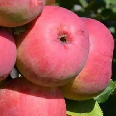 Яблоня ВЭМ-РОЗОВЫЙ в Новополоцке