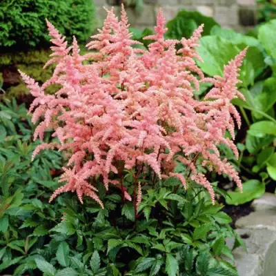 Астильба БРЕССИНГЕМ БЬЮТИ Арендса в Новополоцке