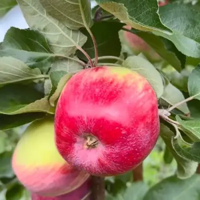 Яблоня АРБАТ колонновидная в Новополоцке