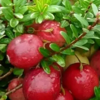 Клюква ХОЛЬШТАЙН в Новополоцке