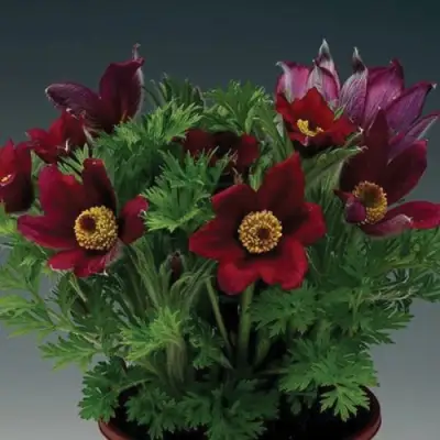 Прострел ПИНВИЛ РЕД ШЕЙДЕС в Новополоцке