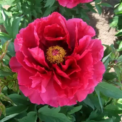 Пион КРАСНЫЙ ГИГАНТ древовидный в Новополоцке