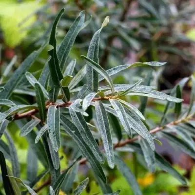 Облепиха АДАМ (МУЖСКАЯ) в Новополоцке