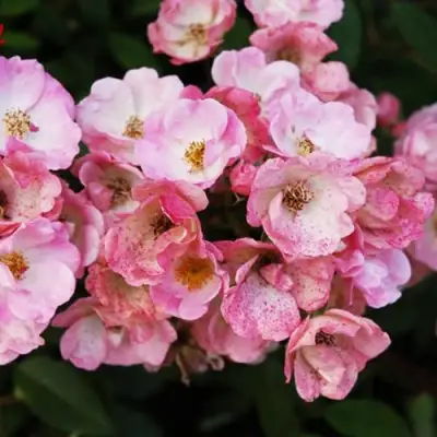 саженцы розы Алден Бизен