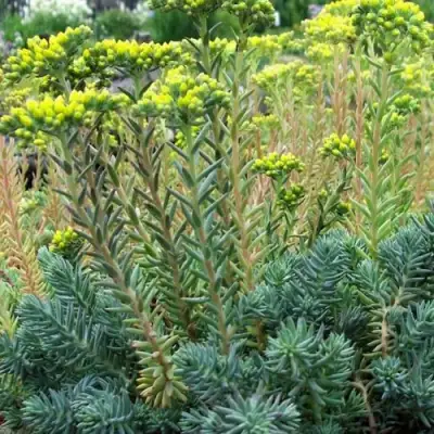 Очиток (седум) отогнутый в Новополоцке