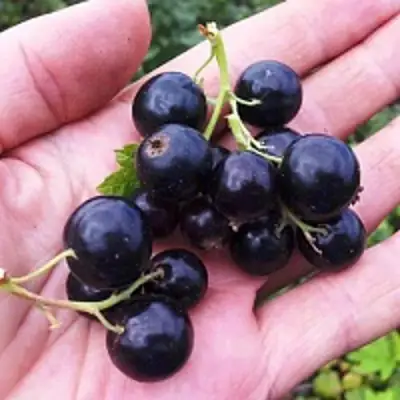 Смородина чёрная ГЕРКУЛЕС в Новополоцке