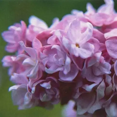 Сирень КАТЕРИНА ХАВЕМЕЙЕР в Новополоцке