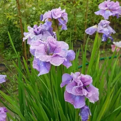 Ирис ХЭВИНГ ФАН сибирский в Новополоцке