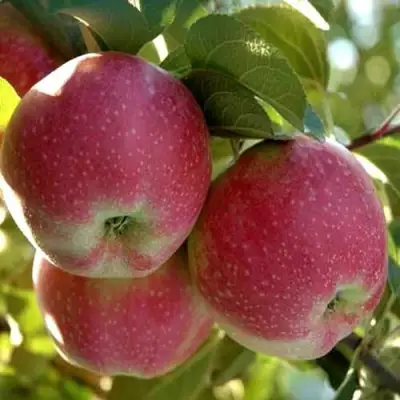 Яблоня АЛЬВА в Новополоцке