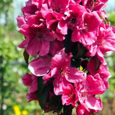 Яблоня МАЛИНОВОЕ ОЖЕРЕЛЬЕ колонновидная в Новополоцке