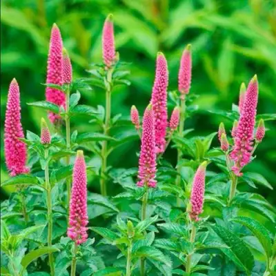 Вероника РОНИКА ФУКСИЯ в Новополоцке