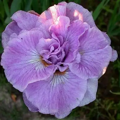 Ирис ИМПЕРИАЛ ОПАЛ сибирский в Новополоцке