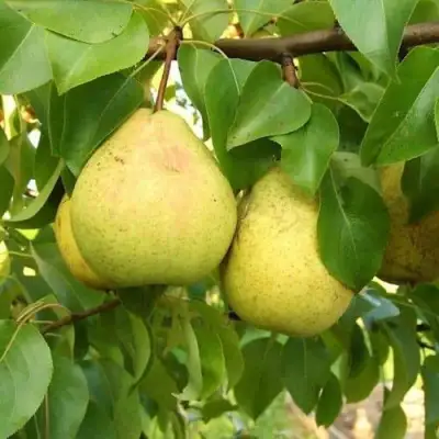 Груша ВЕЛИКАЯ ЛЕТНЯЯ (БОЛЬШАЯ ЛЕТНЯЯ) в Новополоцке