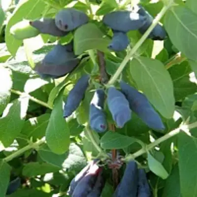 Жимолость съедобная НИМФА (ГАММА) в Новополоцке