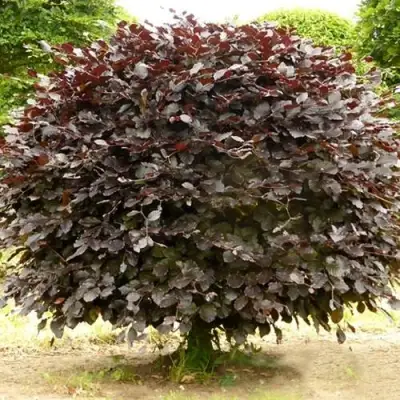 Бук лесной АТРОПУНИЦЕА в Новополоцке