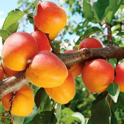 Абрикос ТРИУМФ СЕВЕРНЫЙ в Новополоцке