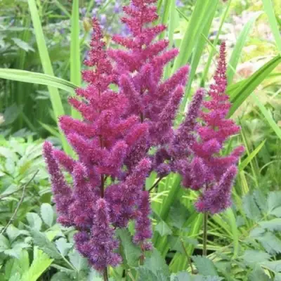 Астильба КАРАОКЕ ПАРТИ китайская в Новополоцке