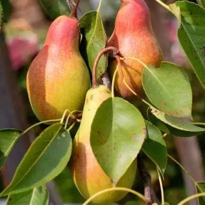 Груша РУССКАЯ КРАСАВИЦА (КРАСАВИЦА ЧЕРНЕНКО) в Новополоцке