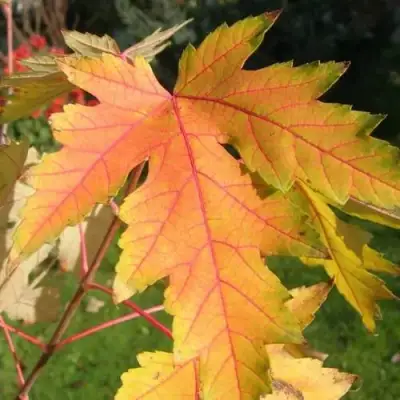 Клен серебристый в Новополоцке