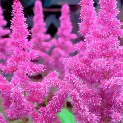 Астильба АМЕТИСТ Арендса в Новополоцке