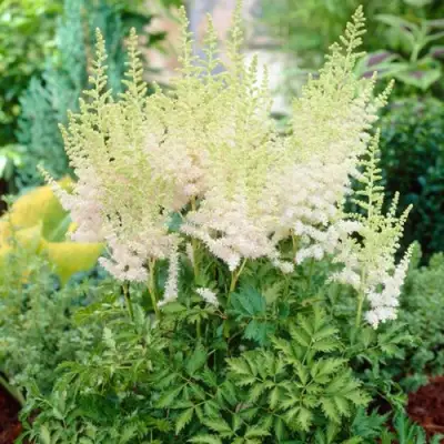 Астильба МИЛК ЭНД ХАНИ китайская в Новополоцке