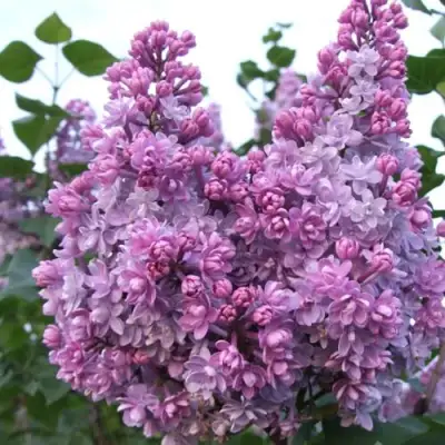 Сирень КОЛХОЗНИЦА в Новополоцке