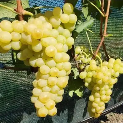 Виноград КИШМИШ ЗОЛОТЦЕ в Новополоцке