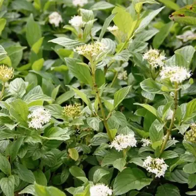 Дерен ФЛАВИРАМЕА отпрысковый в Новополоцке