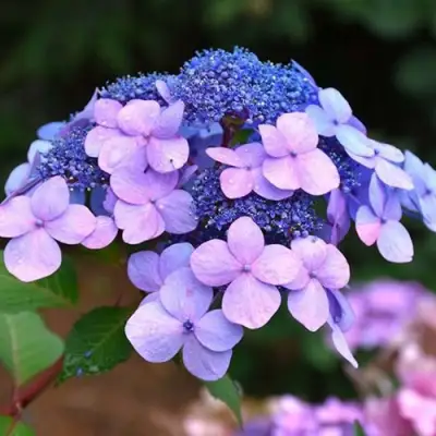 гортензия крупнолистная твист энд шаут