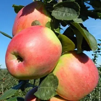 Яблоня БРЯНСКОЕ РОЗОВОЕ в Новополоцке